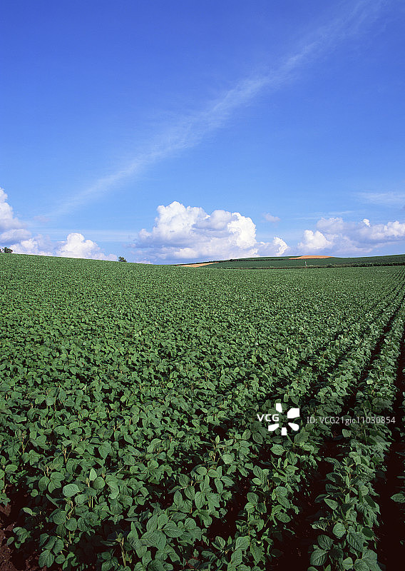 豌豆地图片素材