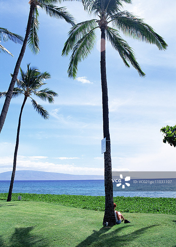 棕榈树图片素材