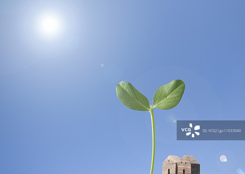 迷你小屋与子叶图片素材