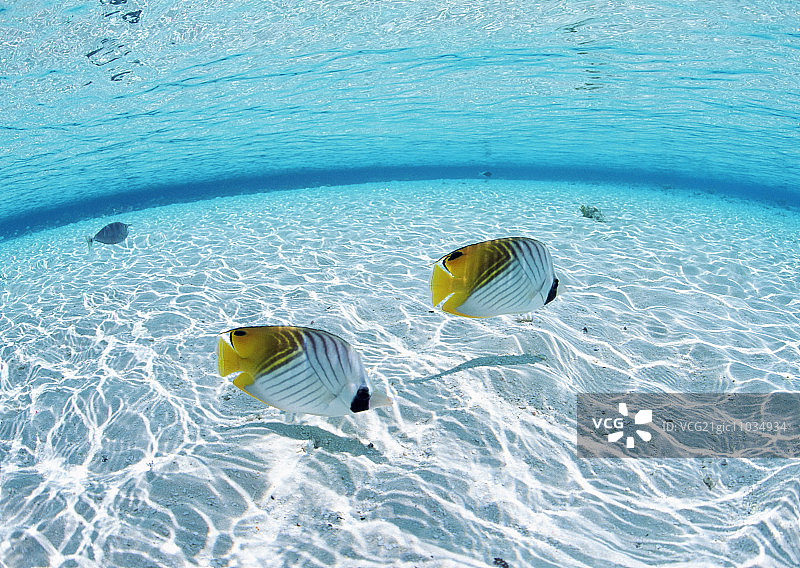 海里的鱼图片素材