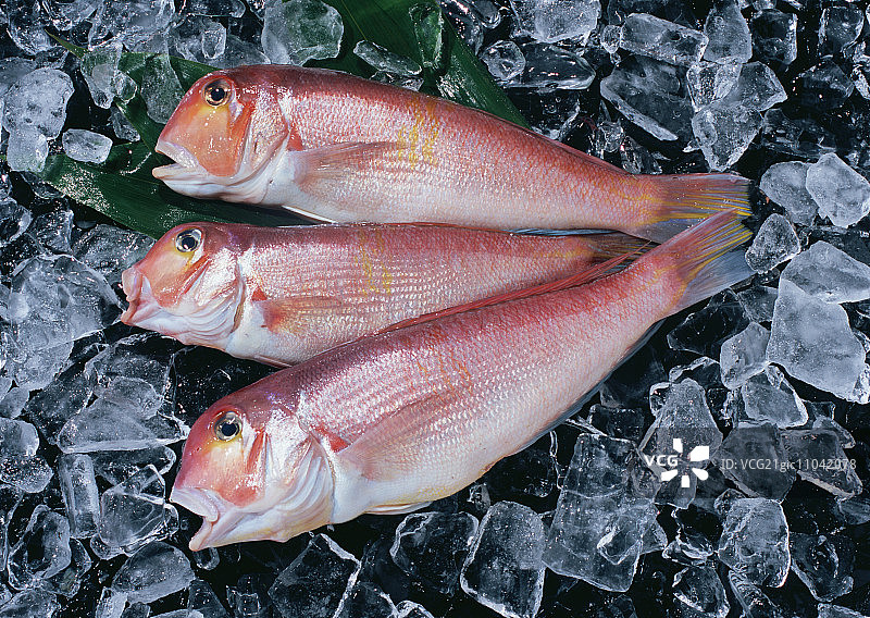 日本马头鱼图片素材