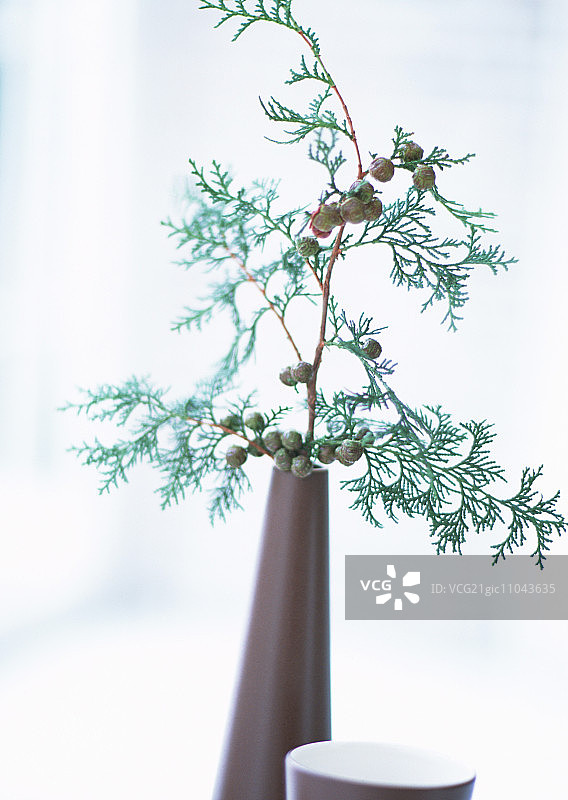花瓶里的柏树枝图片素材