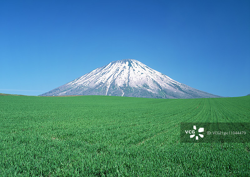 羊蹄山与麦田图片素材