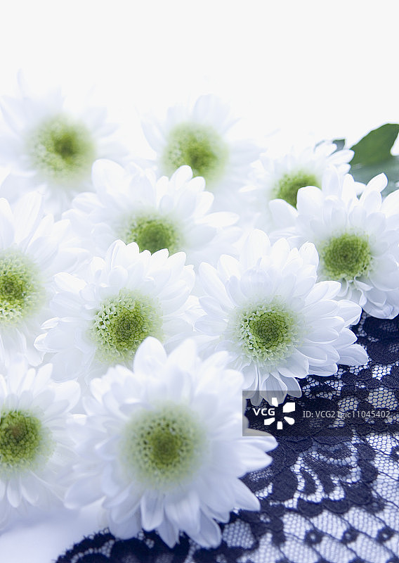 喷雾菊花与蕾丝（哀悼图像）图片素材
