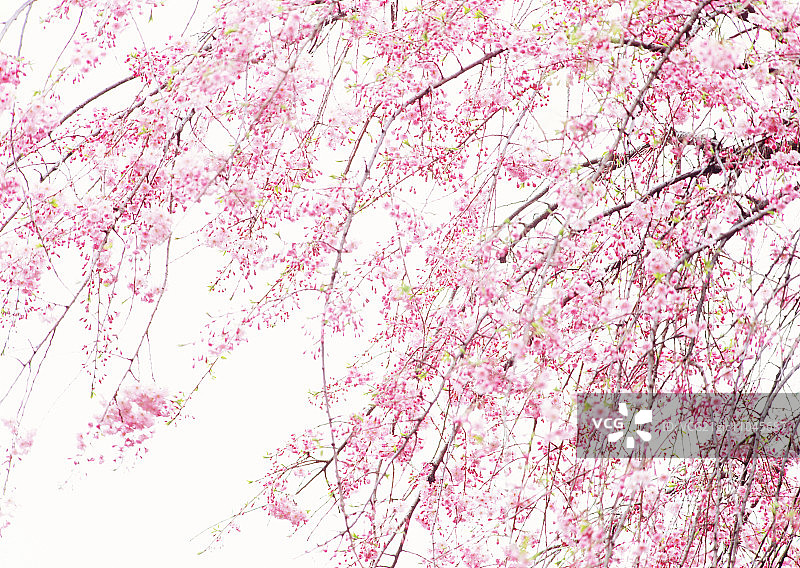 垂枝日本樱花图片素材