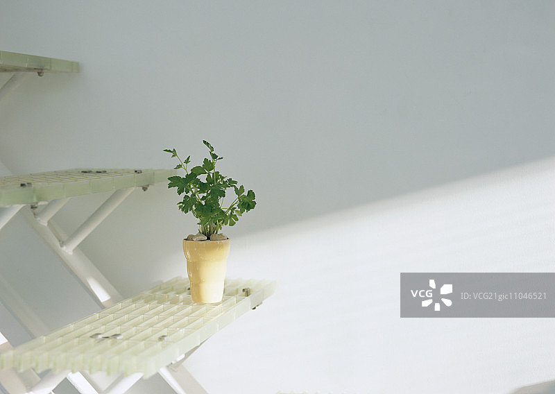 楼梯上的盆栽平叶欧芹图片素材