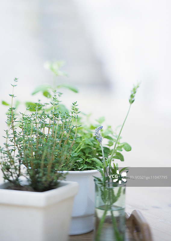 草本植物图片素材