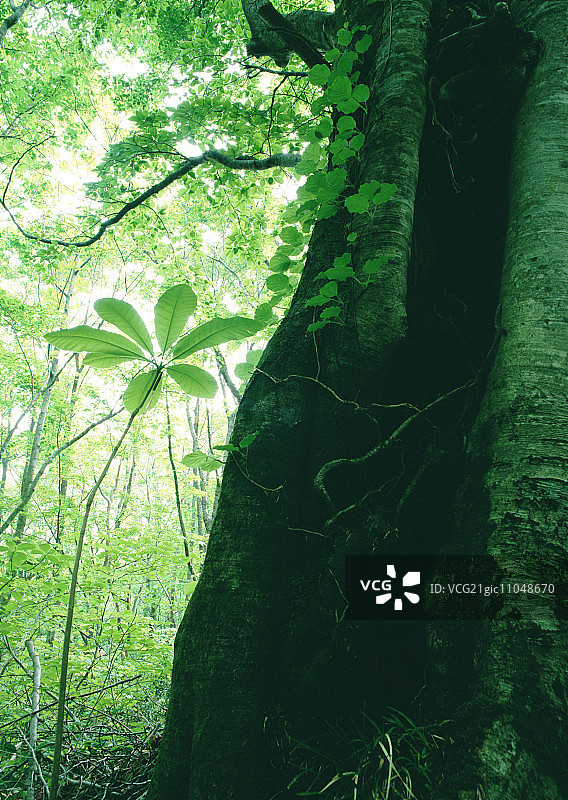 日本七叶树图片素材