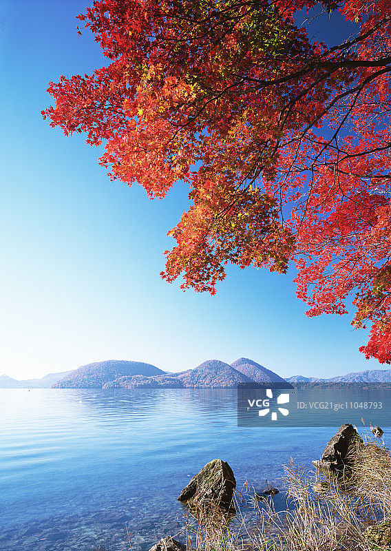 洞爷湖与秋树图片素材