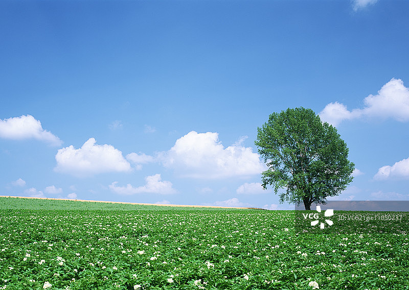 哲学之树与马铃薯田图片素材