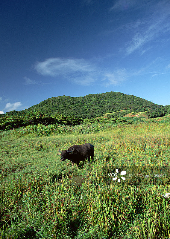田野里的水牛图片素材