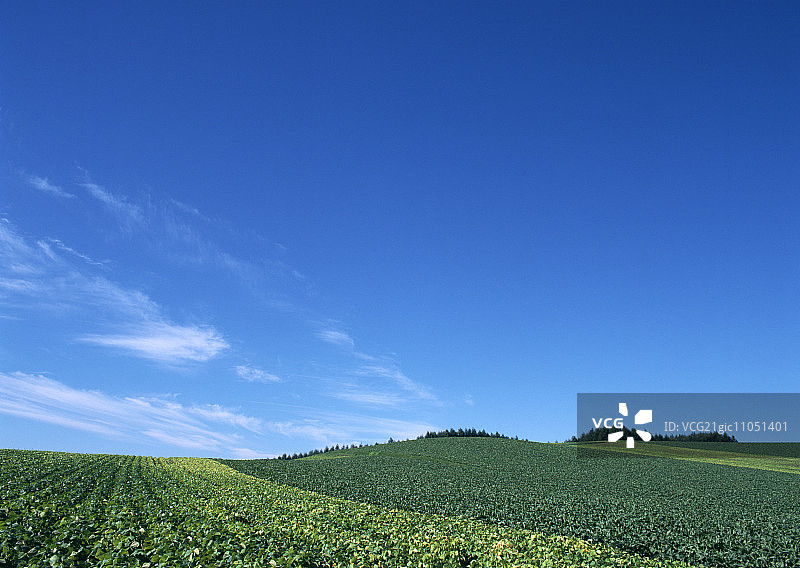 豌豆田和甜菜田图片素材