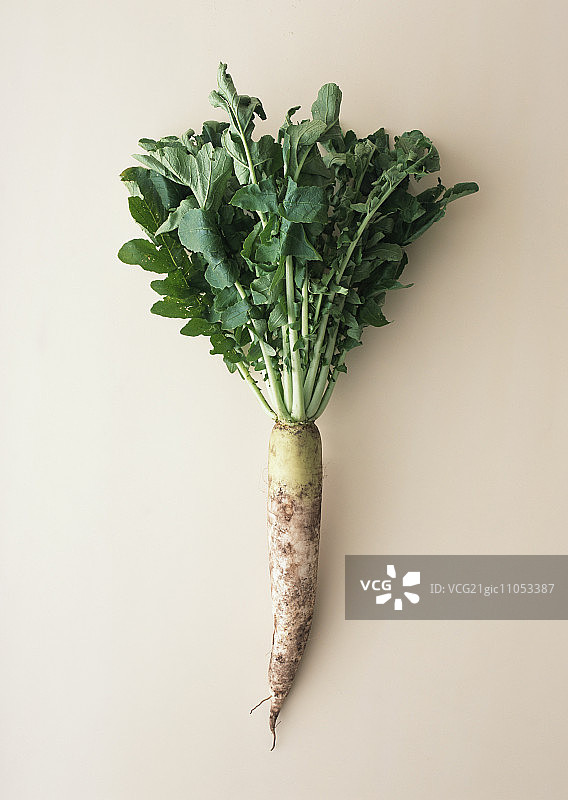 日式萝卜图片素材