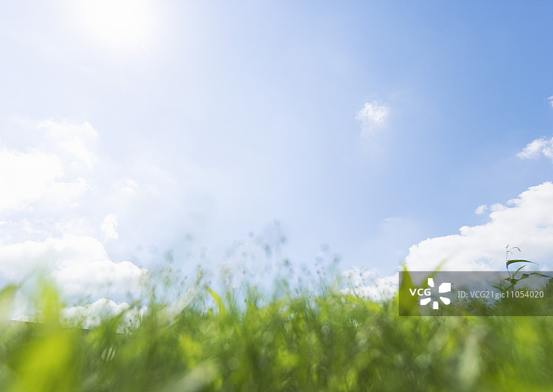 蓝天和草地图片素材