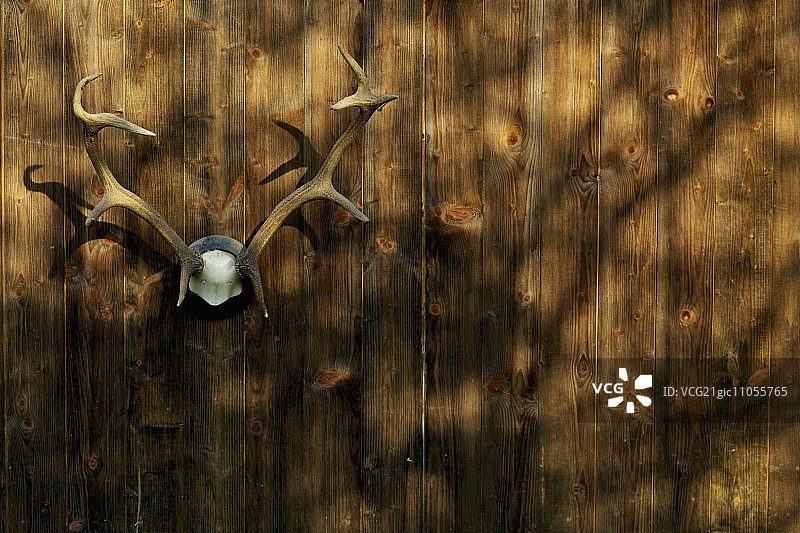 挂在木墙上的雄鹿角图片素材