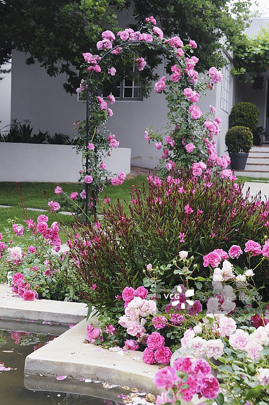 花园中玫瑰环绕的池塘图片素材