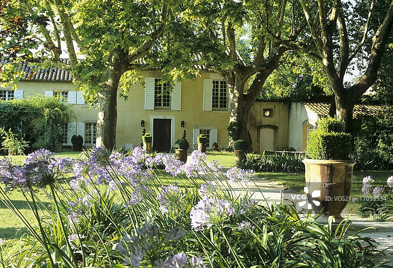 盛开的百子莲，乡村住宅花园一景图片素材