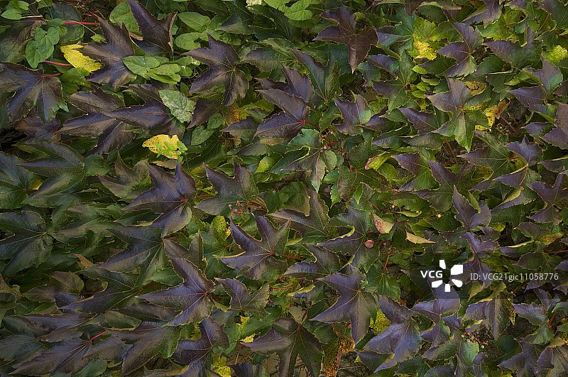 墙上的爬山虎图片素材