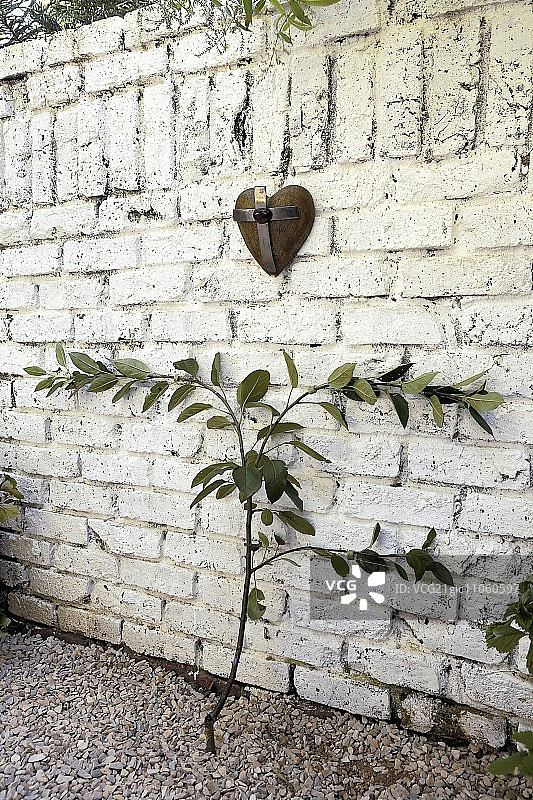 靠墙的棚架苹果树图片素材