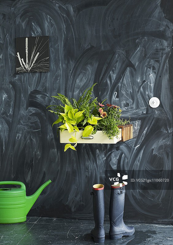 壁挂式抽屉单元中种植的室内植物摆件图片素材