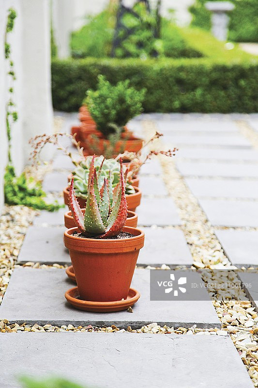 露台旗帜上的多肉植物陶土盆图片素材