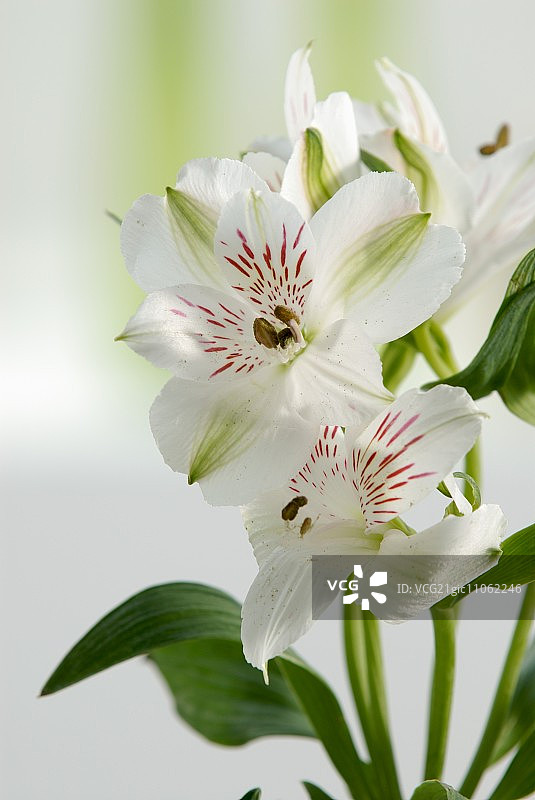 白色迷你百合花图片素材