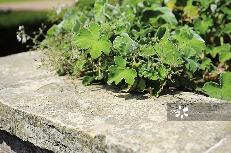 花园里的薄荷天竺葵图片素材