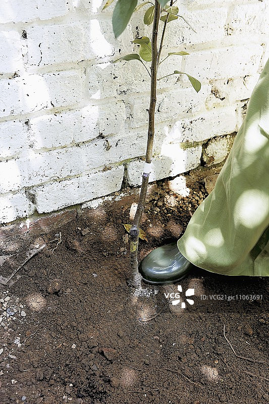 种植矮化树：压实土壤图片素材