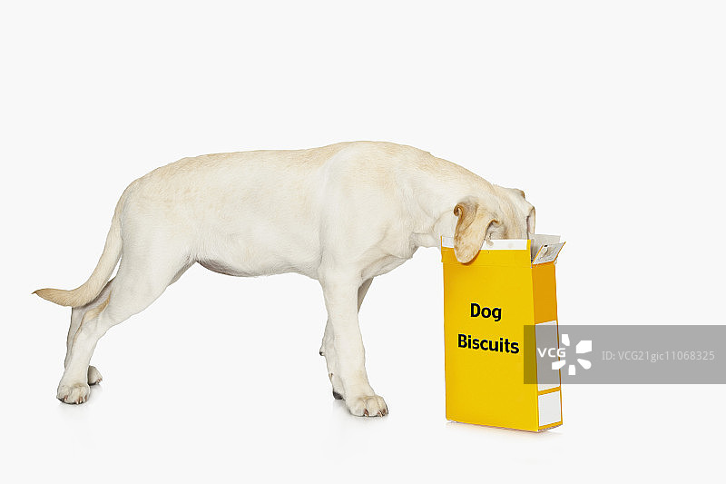 狗狗吃黄色盒子里的狗饼干图片素材