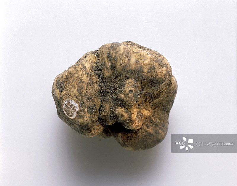 白松露图片素材