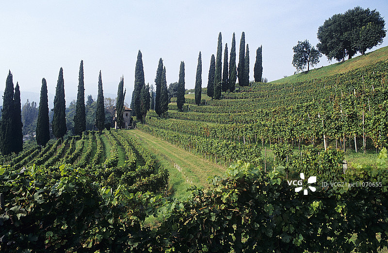 瑞士提契诺门德里西奥 Coldrerio Colli degli Ulivi 葡萄园图片素材