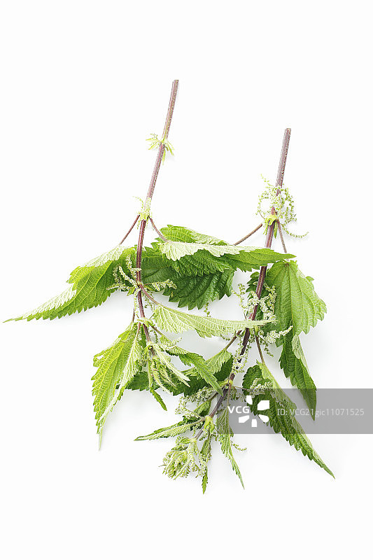 普通荨麻图片素材