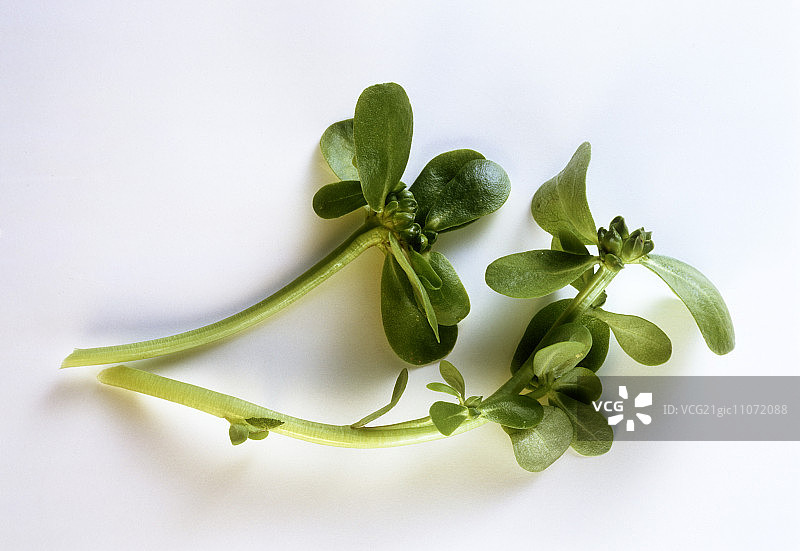 马齿苋图片素材