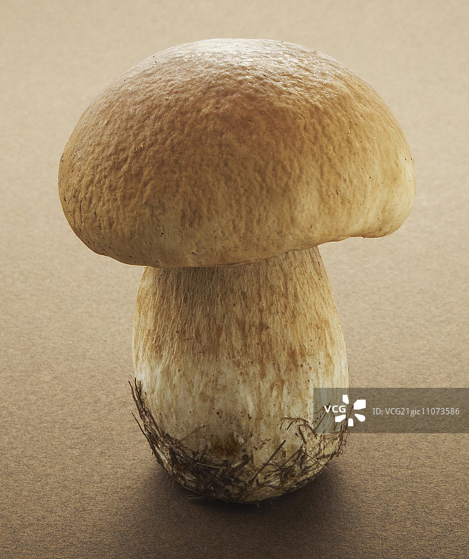 牛肝菌图片素材