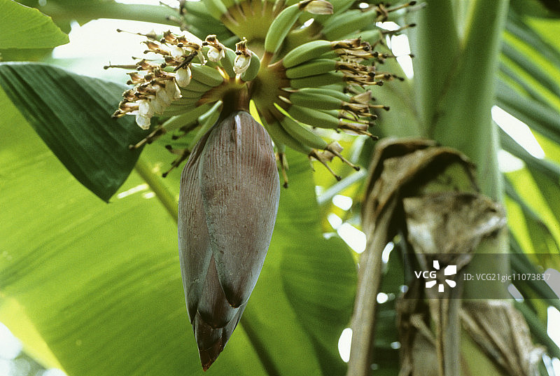 带有幼果的香蕉花（亚洲）图片素材