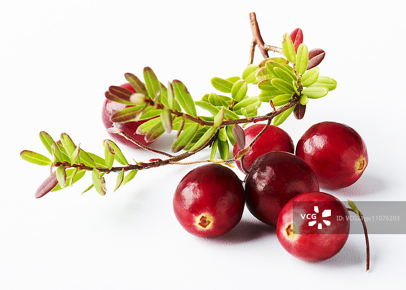 白色背景上的蔓越莓图片素材