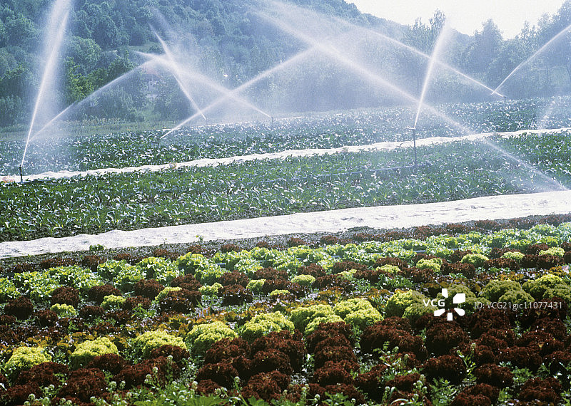 在生菜田上喷水图片素材