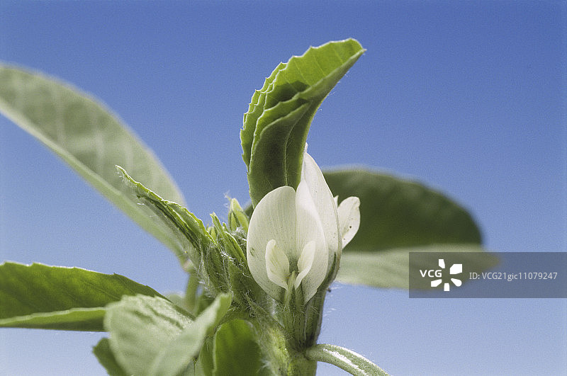 开花的胡芦巴图片素材