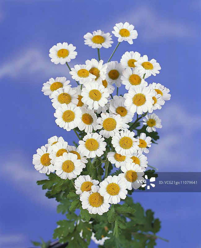 小白菊图片素材