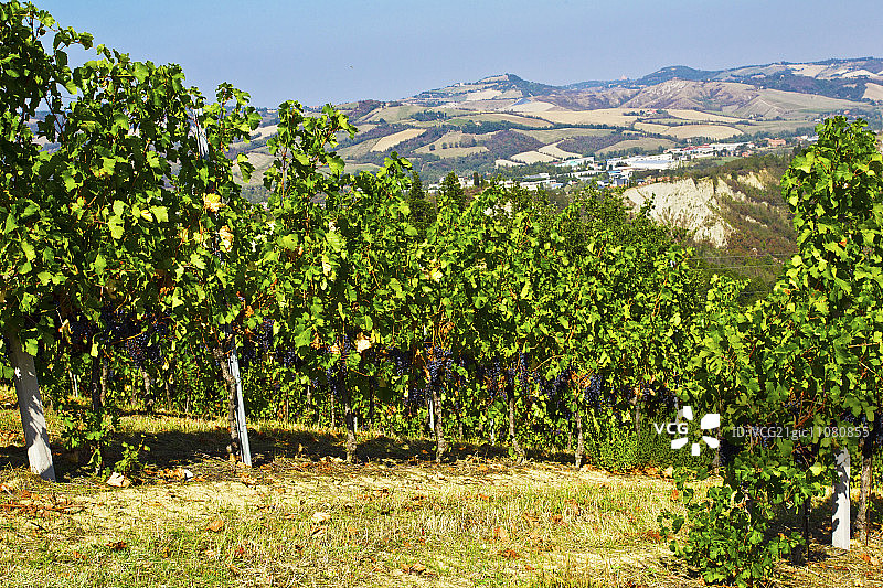 博洛尼亚附近乡村葡萄园风光图片素材
