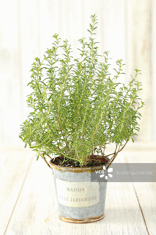 花盆里的一种香味植物图片素材