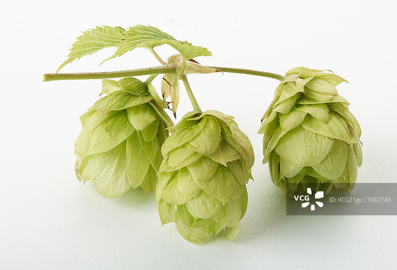 三个蛇麻花球图片素材