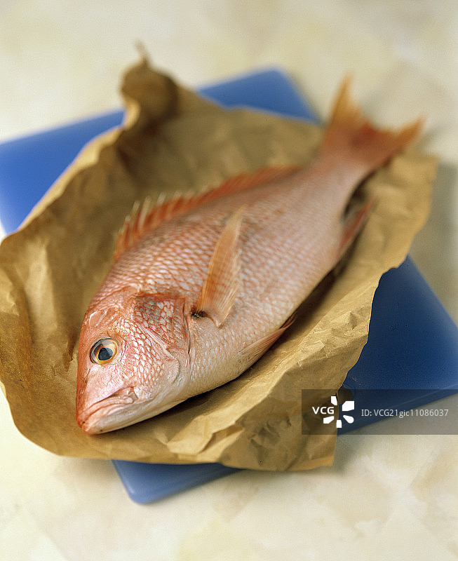 新鲜完整红鲷鱼图片素材
