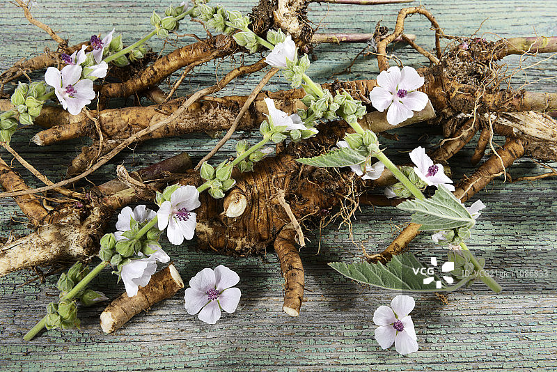 药蜀葵根和花图片素材