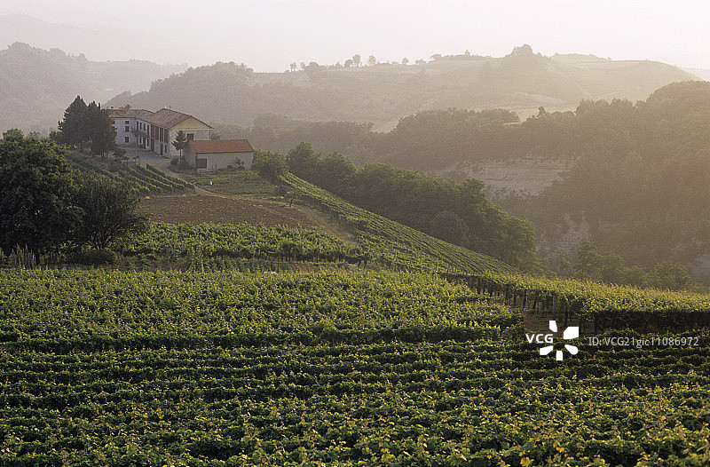 意大利皮埃蒙特阿斯蒂附近的葡萄园风光图片素材