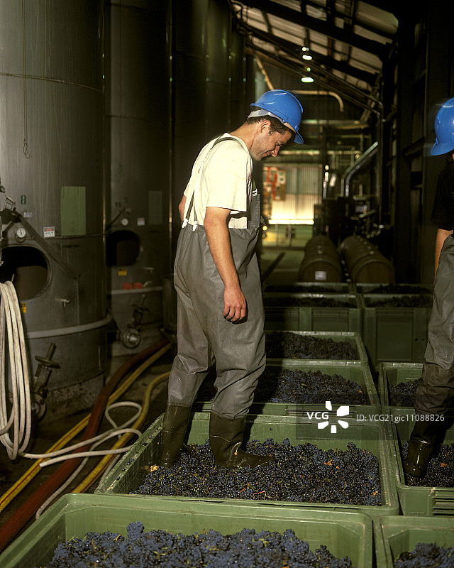 库纳瓦拉葡萄压榨，澳大利亚图片素材