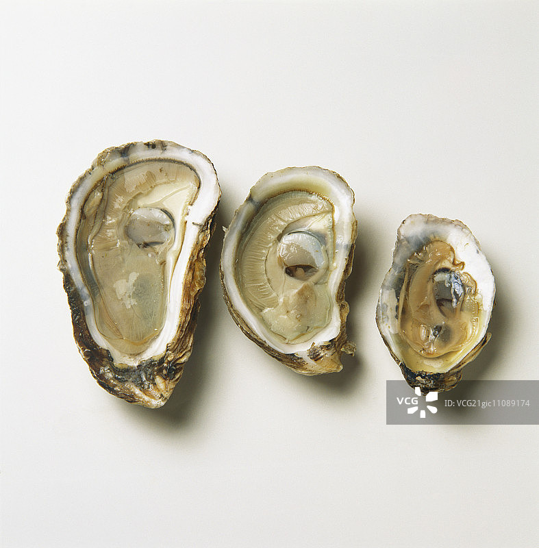 三种类型的牡蛎：尼迪克角，科德角和弗吉尼亚图片素材