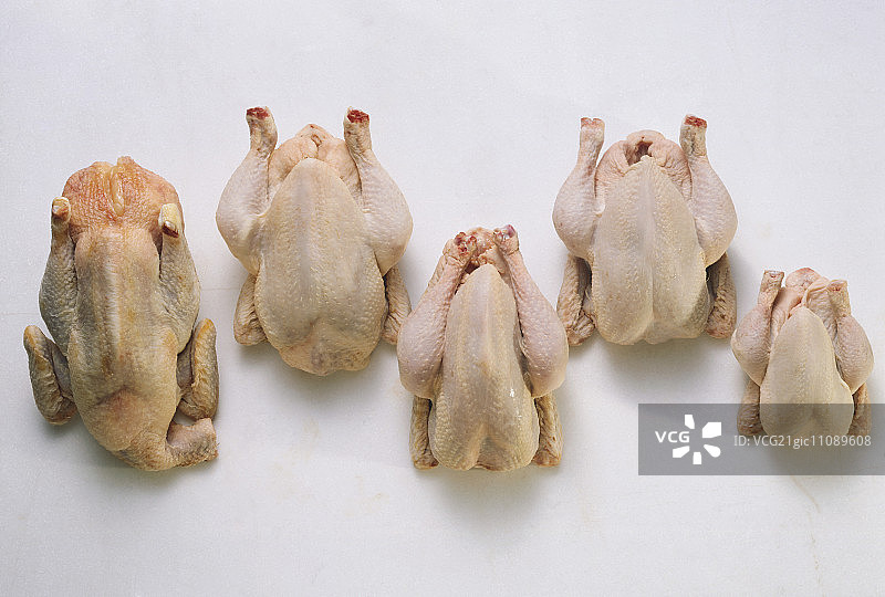 鸡和公司图片素材