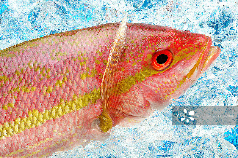 冰上的红鲷鱼图片素材