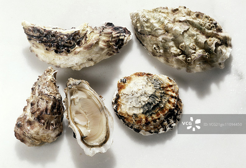 各种牡蛎，一个已打开图片素材